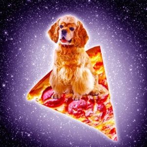 piza dog